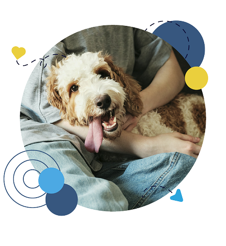 Healthy dog with Identipet microchip tag